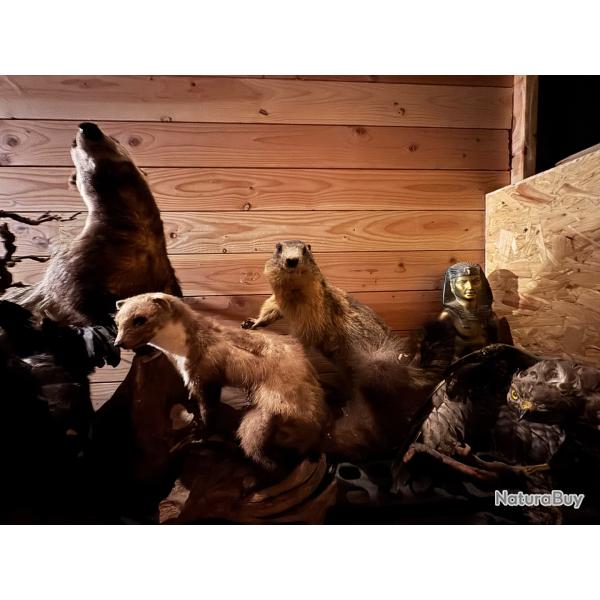 Marmotte en tr�s bon �tat