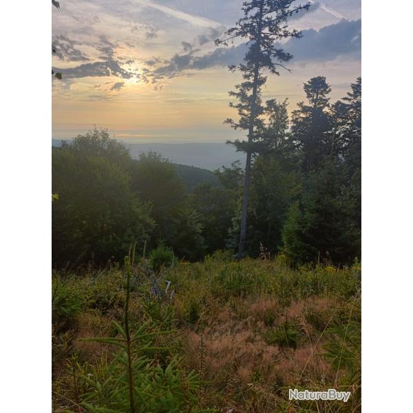 Recherche partenaire de chasse