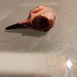 Cr&acirc;ne de vanneaux