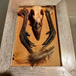 Cr&acirc;ne faisan dur cadre