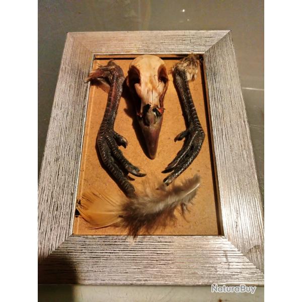 Cr�ne faisan dur cadre