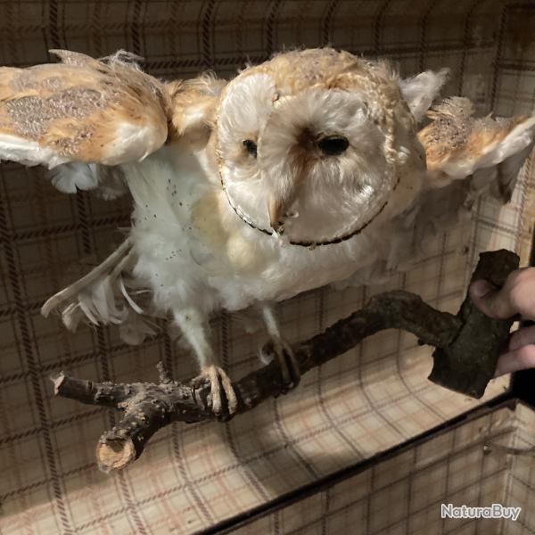 Chouette Effraie / Effraie des Clochers / Dame Blanche sur branche naturalis�e / empaill�e