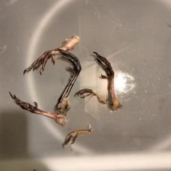 Patte oiseaux divers