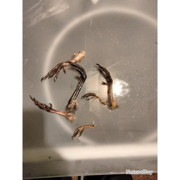 Patte oiseaux divers