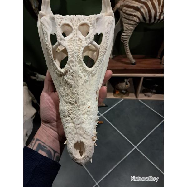 Vrai cr�ne de crocodile du Nil ; wry nose ; Crocodylus niloticus #2511