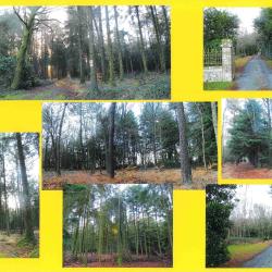 28,0432 ha - FOR&Ecirc;T DE PENDAVAT - ( 56 ) MORBIHAN