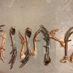 lot de 10 pattes faisan perdrix rouge