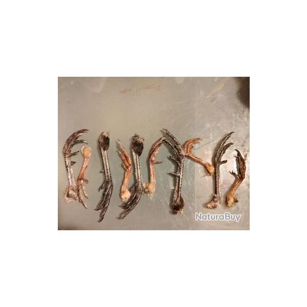 lot de 10 pattes faisan perdrix rouge