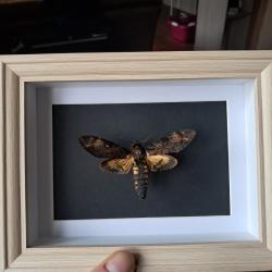 Papillon Sphinx t&ecirc;te de mort en cadre ; Acherontia atropos #10