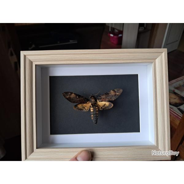 Papillon Sphinx t�te de mort en cadre ; Acherontia atropos #10