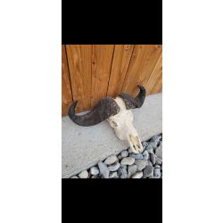 Troph&eacute;e buffle caffer