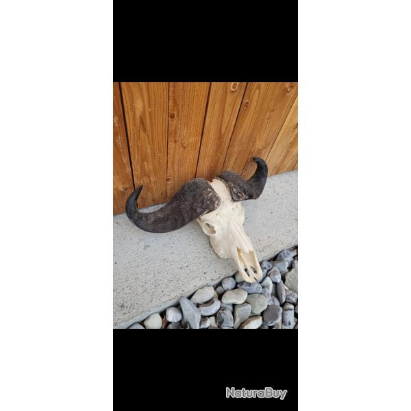 Troph�e buffle caffer