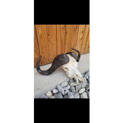 Massacres buffle caffer