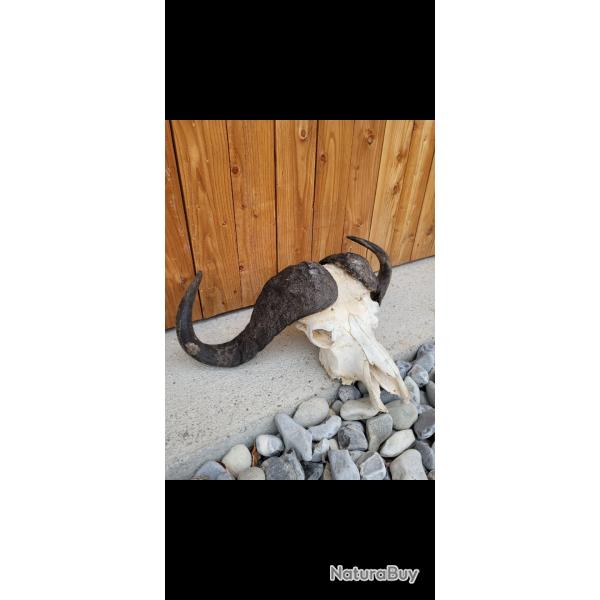 Massacres buffle caffer