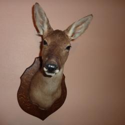 t&ecirc;te de biche, a retirer sur place