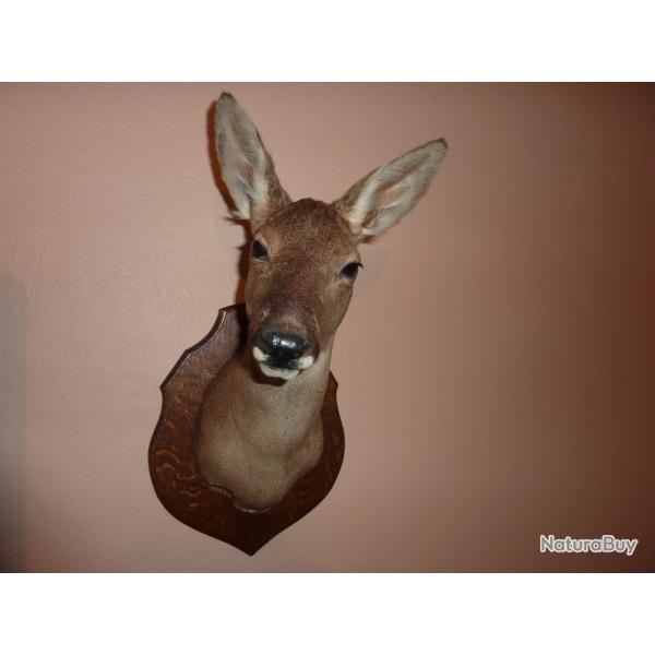 t�te de biche, a retirer sur place