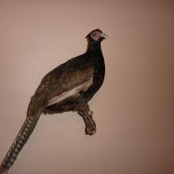 faisan naturalis&eacute; a retirer sur place