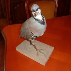 perdrix naturalis&eacute;e a retirer sur place