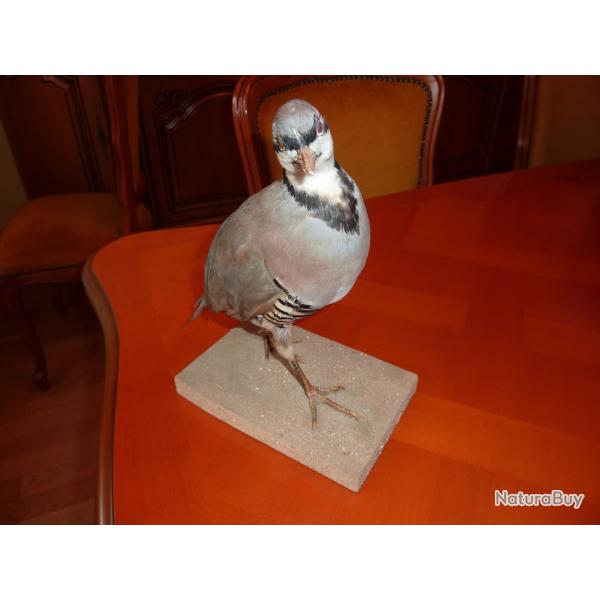 perdrix naturalis�e a retirer sur place