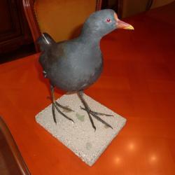 poule d'eau naturalis&eacute;e a retirer sur place