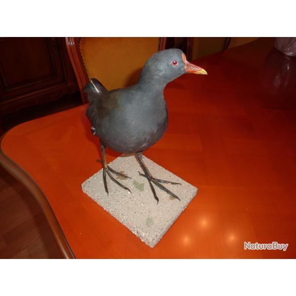 poule d'eau naturalis�e a retirer sur place