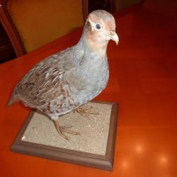 perdrix grise naturalis&eacute;e a retirer sur place