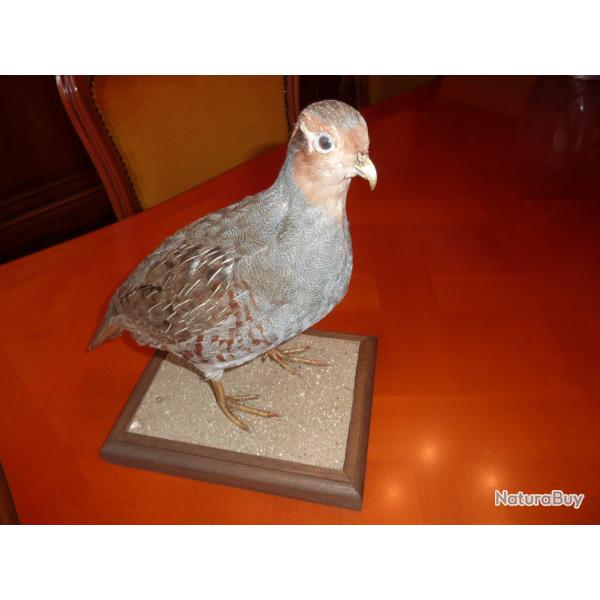 perdrix grise naturalis�e a retirer sur place