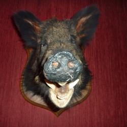t&ecirc;te de sanglier naturalis&eacute;e a retirer sur place