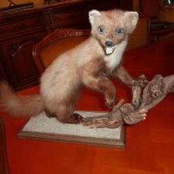 fouine naturalis&eacute;e a retire sur place