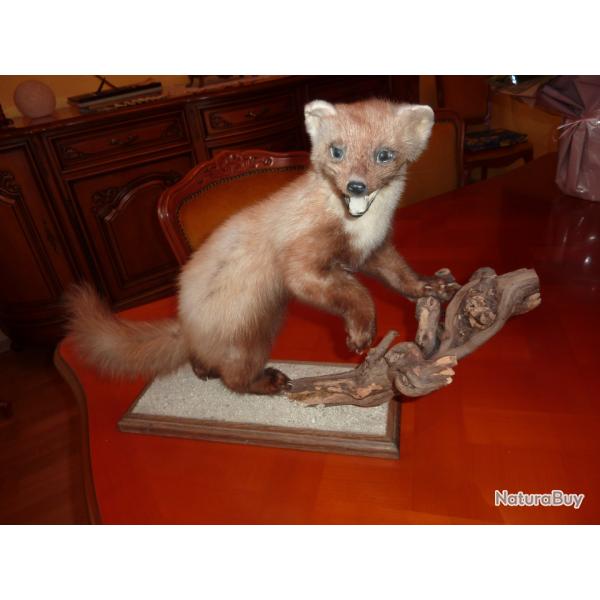 fouine naturalis�e a retire sur place