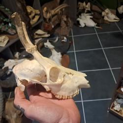 Cr&acirc;ne de chevreuil t&ecirc;te bizarde #231213