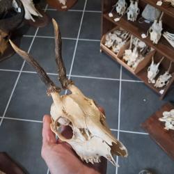 Cr&acirc;ne de chevreuil #231214