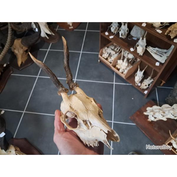 Cr�ne de chevreuil #231214