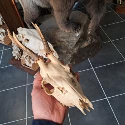 Cr&acirc;ne de chevreuil #231215