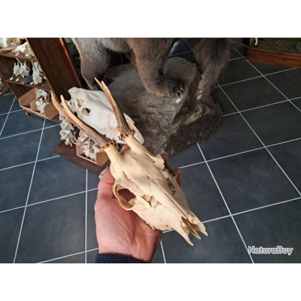 Cr�ne de chevreuil #231215