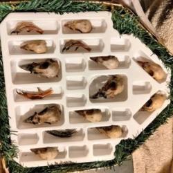 cadre avec crane perdrix rouge et faisan