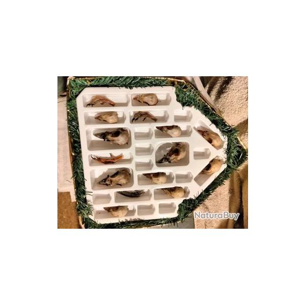 cadre avec crane perdrix rouge et faisan