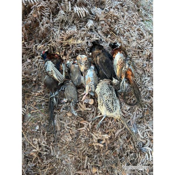 Cherche action chasse en plaine