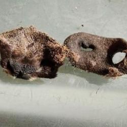 groins de sanglier sech&eacute;