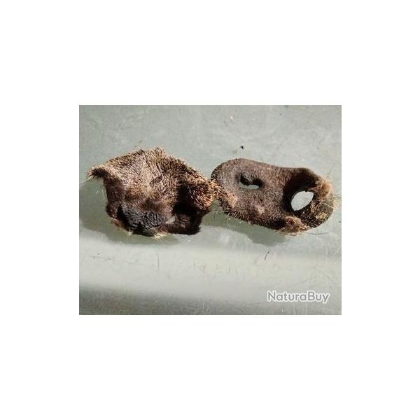 groins de sanglier sech�