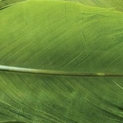 Dinde plume d&acute;aile teint&eacute;es olive