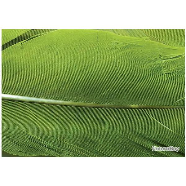 Dinde plume d�aile teint�es olive