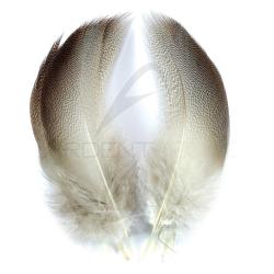 Canard Bronze Mallard petites