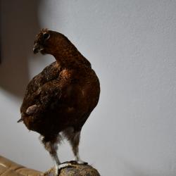 Grand t&eacute;tras et grouse