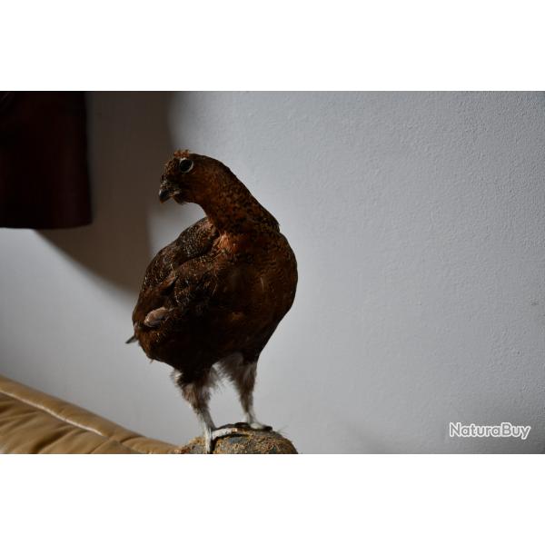 Grand t�tras et grouse