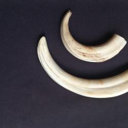 dent / d&eacute;fense de phacoch&egrave;re ancienne