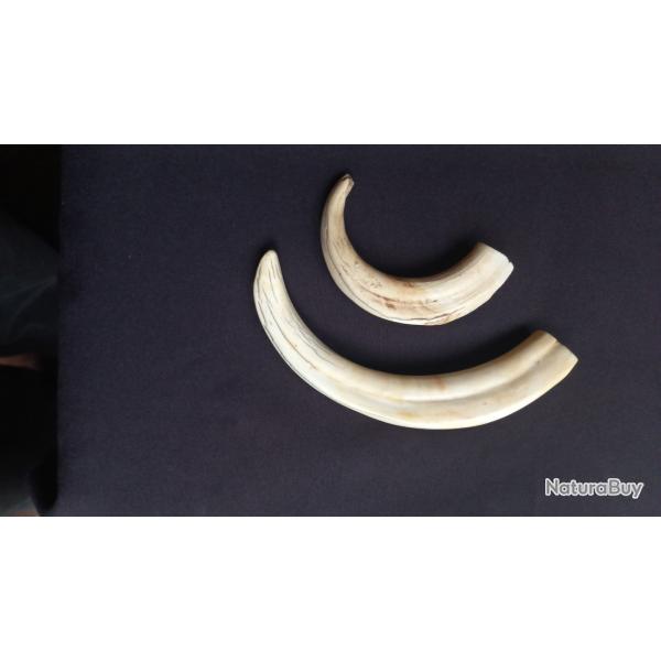 dent / d�fense de phacoch�re ancienne