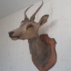 VENDS TROPHEE TETE DE CERF FORET DE PUISAYE