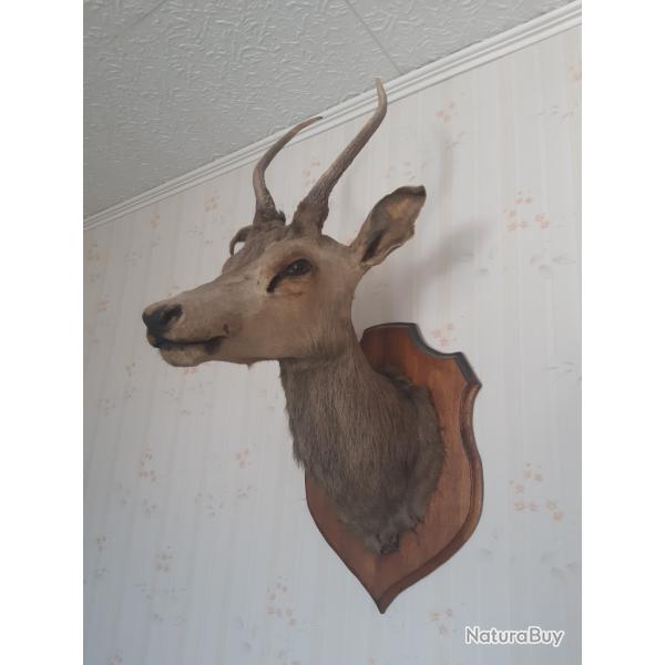 VENDS TROPHEE TETE DE CERF FORET DE PUISAYE