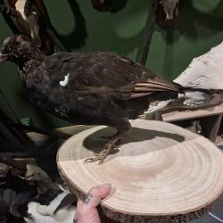 Taxidermie de Tetras Lyre ;  Lyrurus tetrix #2